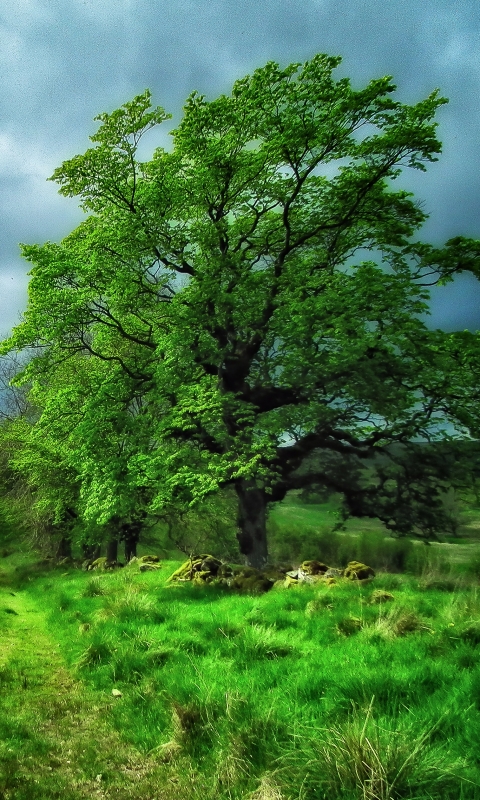 Download mobile wallpaper Trees, Tree, Earth, Field for free.