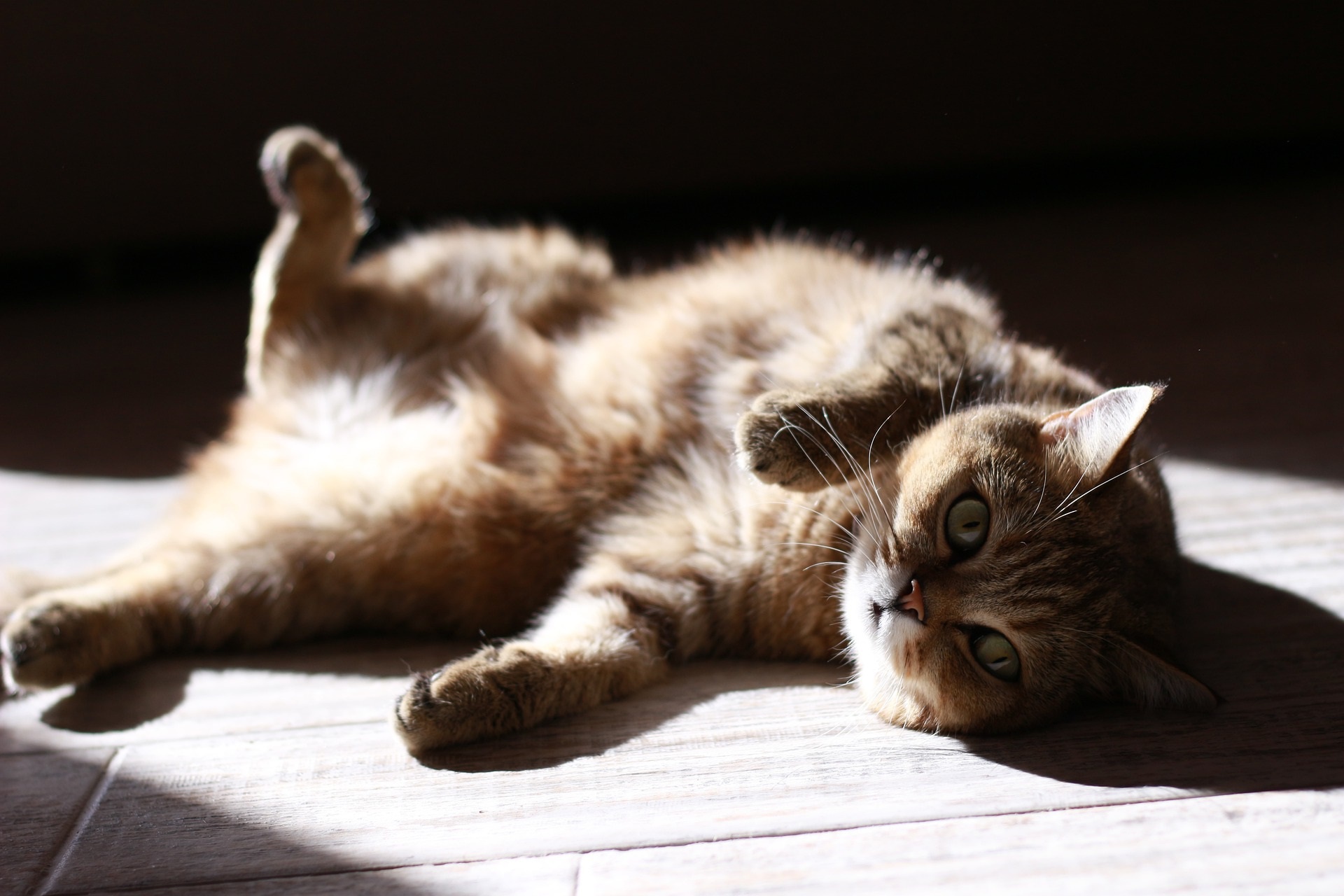 Baixe gratuitamente a imagem Animais, Gatos, Gato na área de trabalho do seu PC