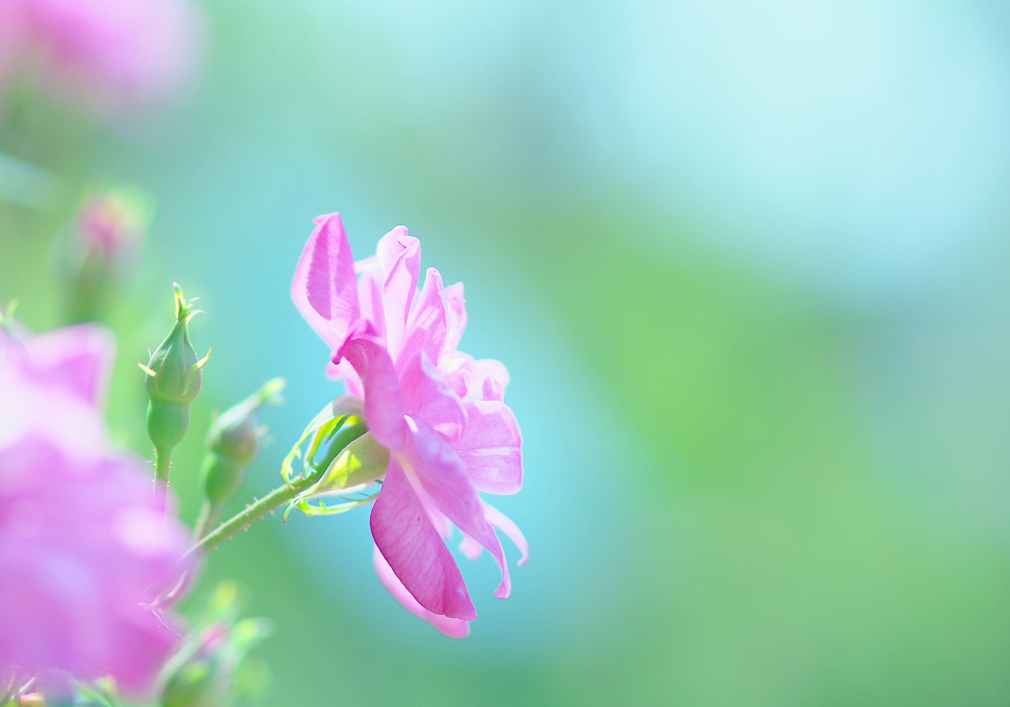 Handy-Wallpaper Natur, Blumen, Blume, Rose, Erde/natur, Pinke Blume kostenlos herunterladen.