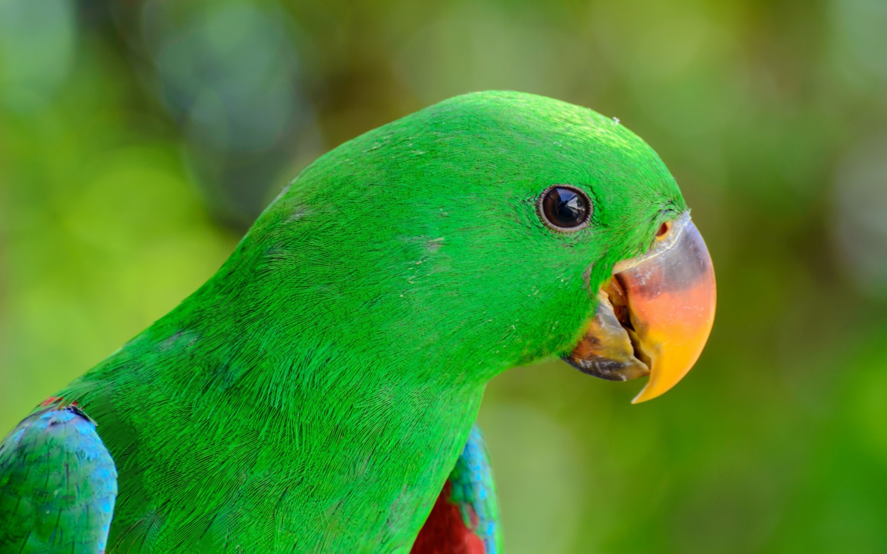 Скачать картинку Попугай, Зеленый, Птицы, Животные в телефон бесплатно.