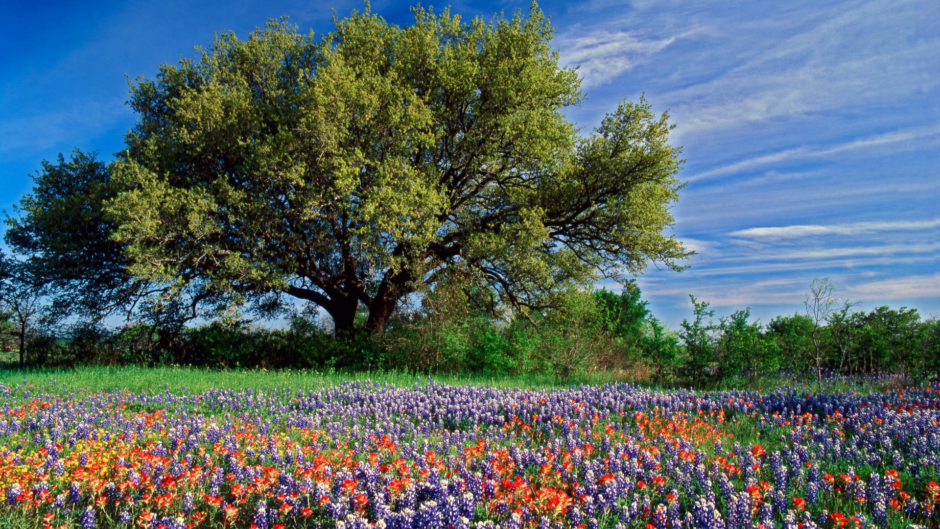 Baixe gratuitamente a imagem Flor, Árvore, Campo, Colorido, Primavera, Terra/natureza na área de trabalho do seu PC