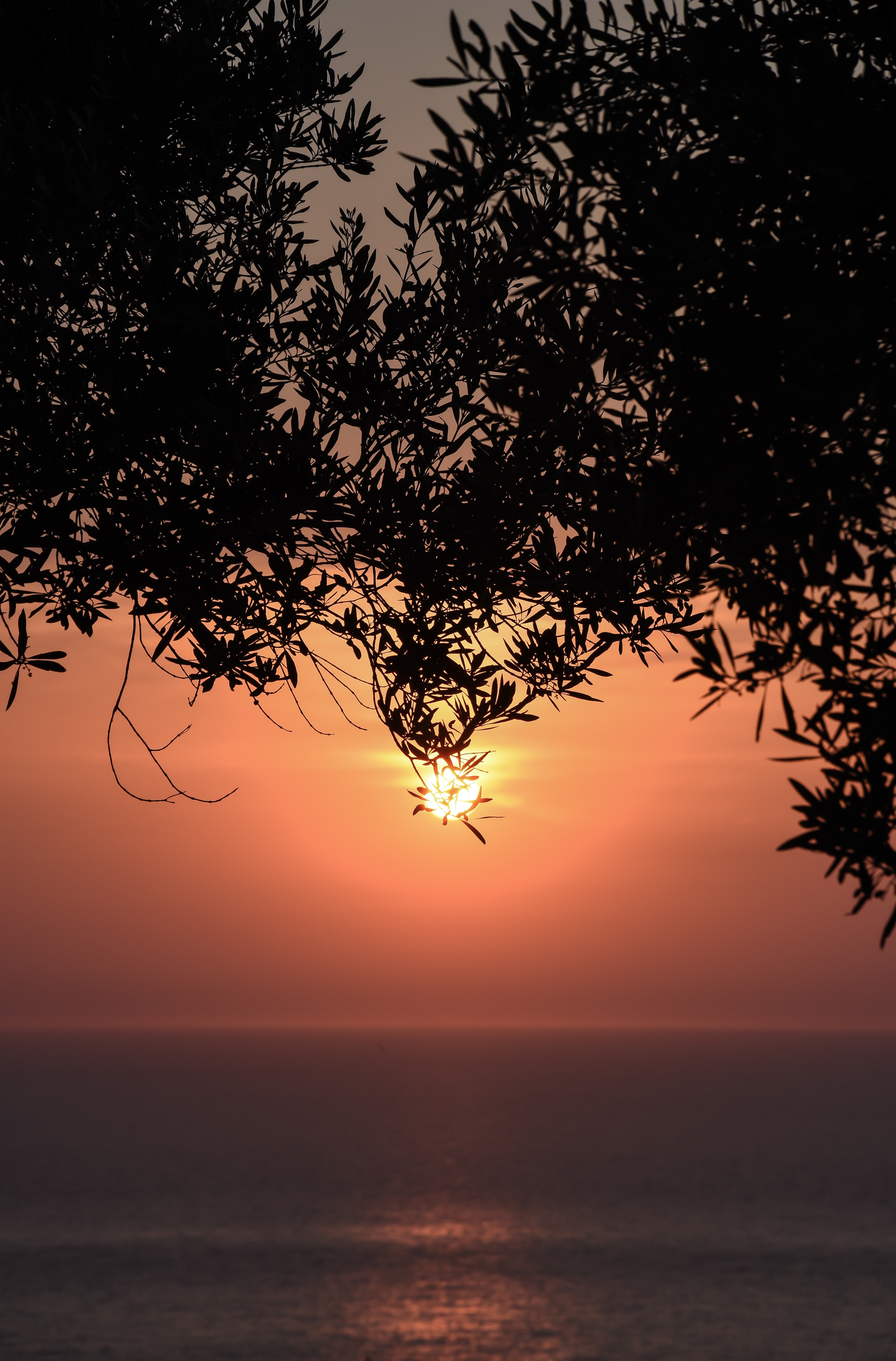 Download mobile wallpaper Branches, Sea, Nature, Horizon, Sun, Sunset for free.