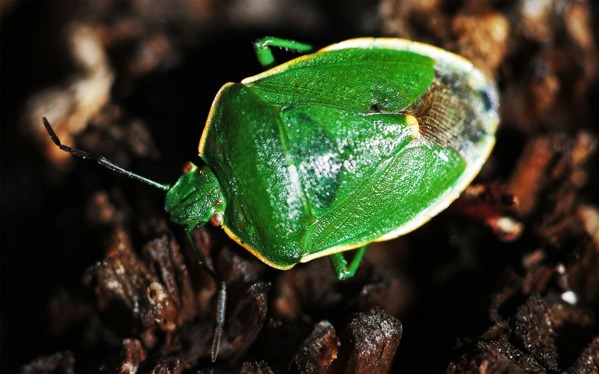 Descarga gratuita de fondo de pantalla para móvil de Animales, Insecto.