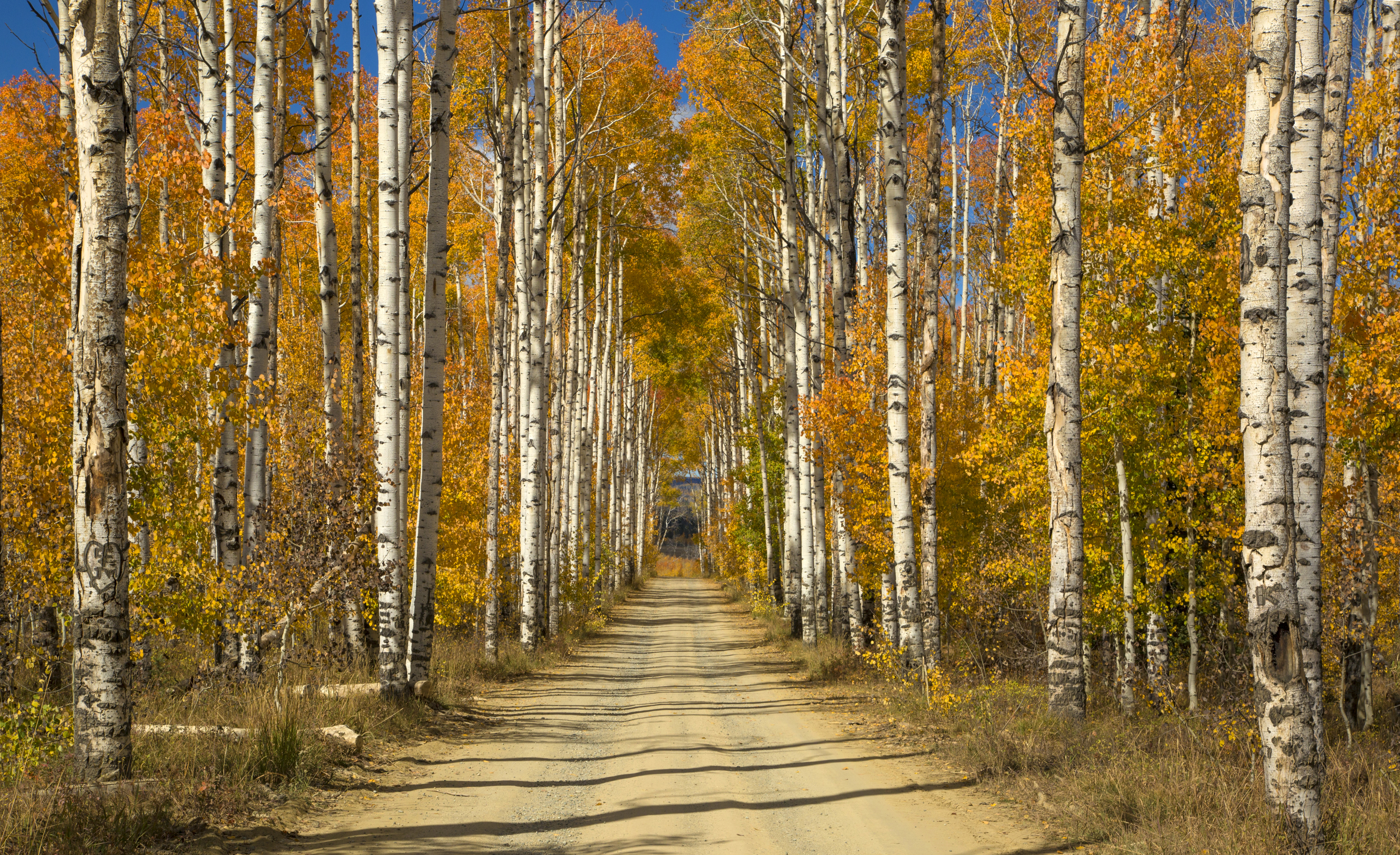 Download mobile wallpaper Nature, Forest, Tree, Earth, Path, Birch, Dirt Road for free.