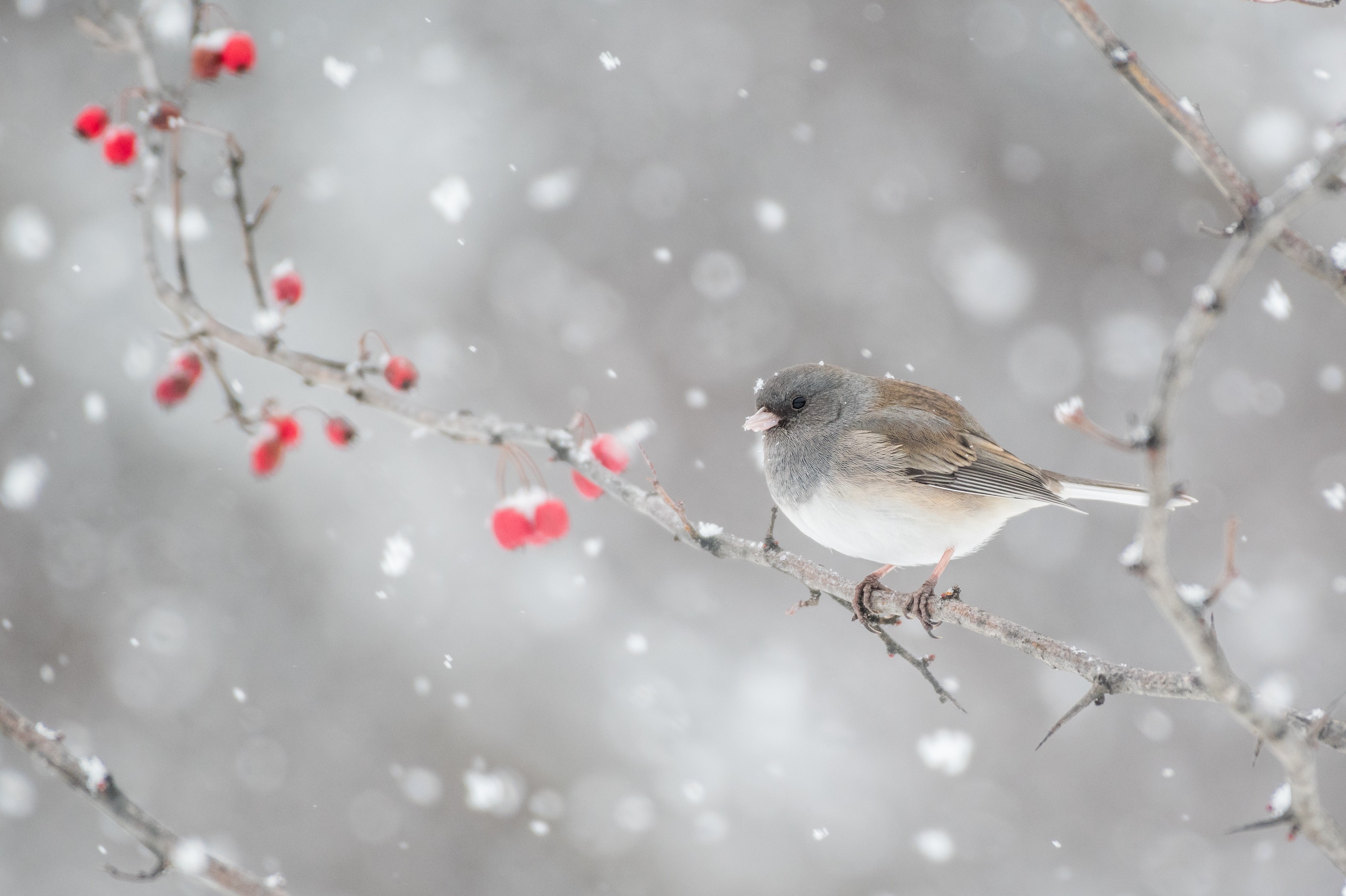 Free download wallpaper Birds, Bird, Sparrow, Animal, Snowfall on your PC desktop