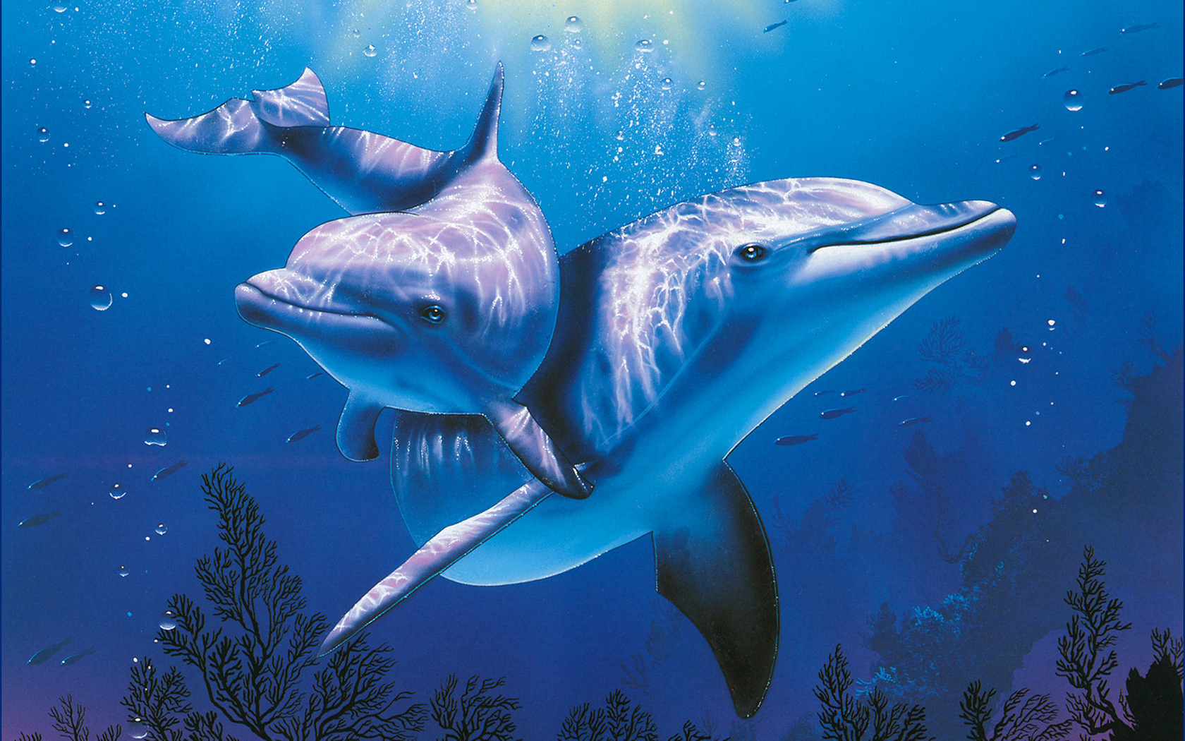 555911 Bild herunterladen tiere, delfin - Hintergrundbilder und Bildschirmschoner kostenlos