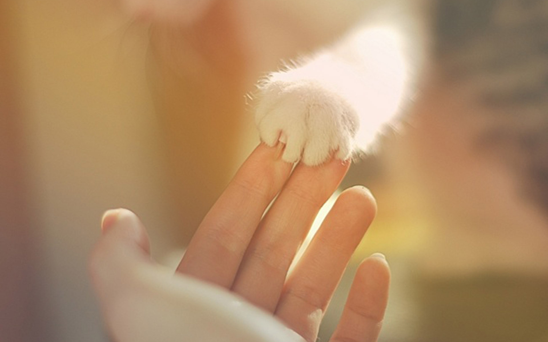 Téléchargez gratuitement l'image Animaux, Mignon sur le bureau de votre PC