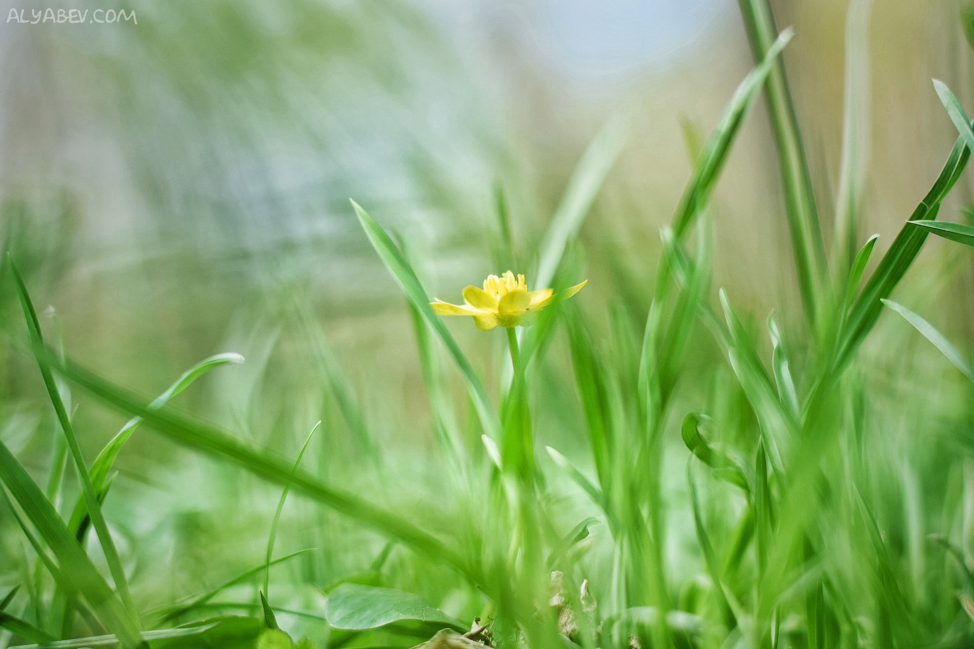 Descarga gratuita de fondo de pantalla para móvil de Flores, Flor, Tierra/naturaleza.