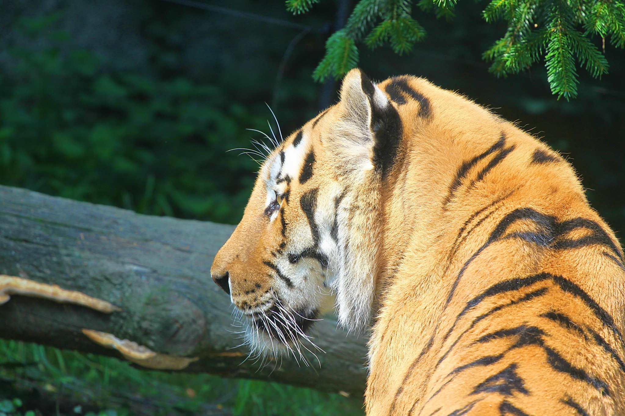 Descarga gratuita de fondo de pantalla para móvil de Animales, Gatos, Tigre.