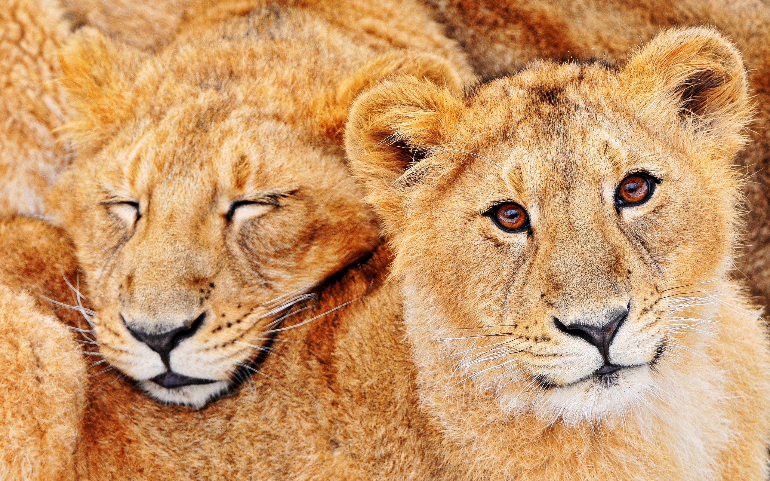 32297 télécharger l'image animaux, lions, orange - fonds d'écran et économiseurs d'écran gratuits