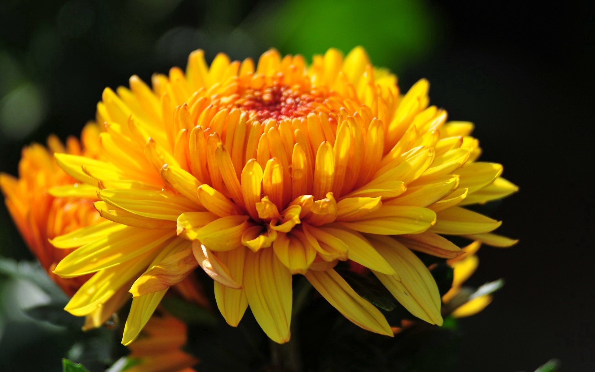 yellow, flower, macro, petals, bud