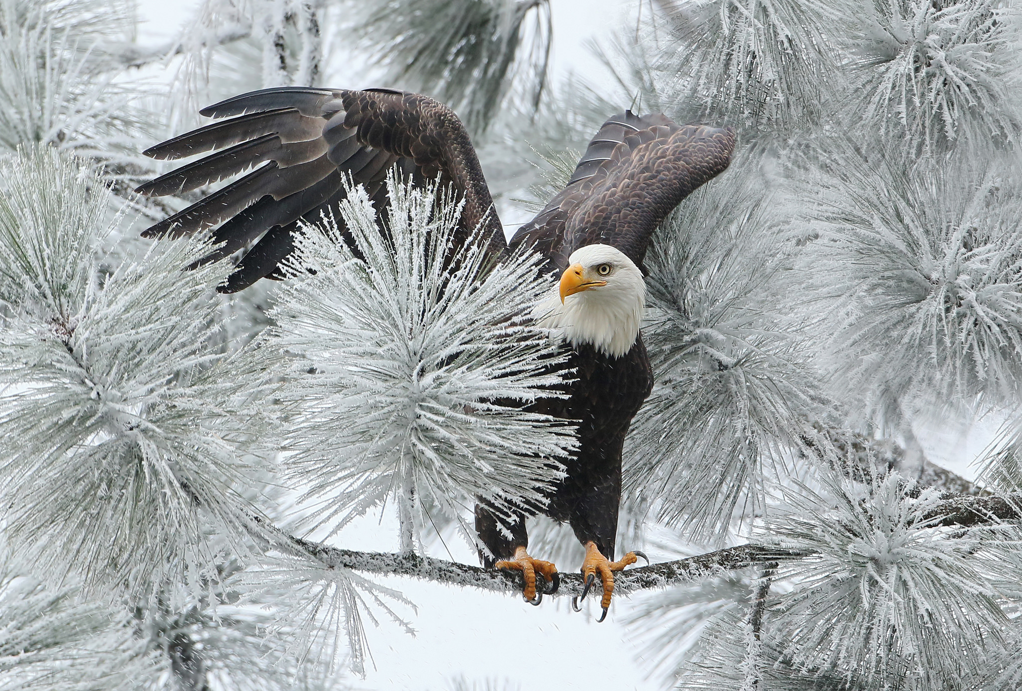 PCデスクトップに動物, 冬, 鳥, ブランチ, 鷲, 白頭ワシ, 凍った画像を無料でダウンロード