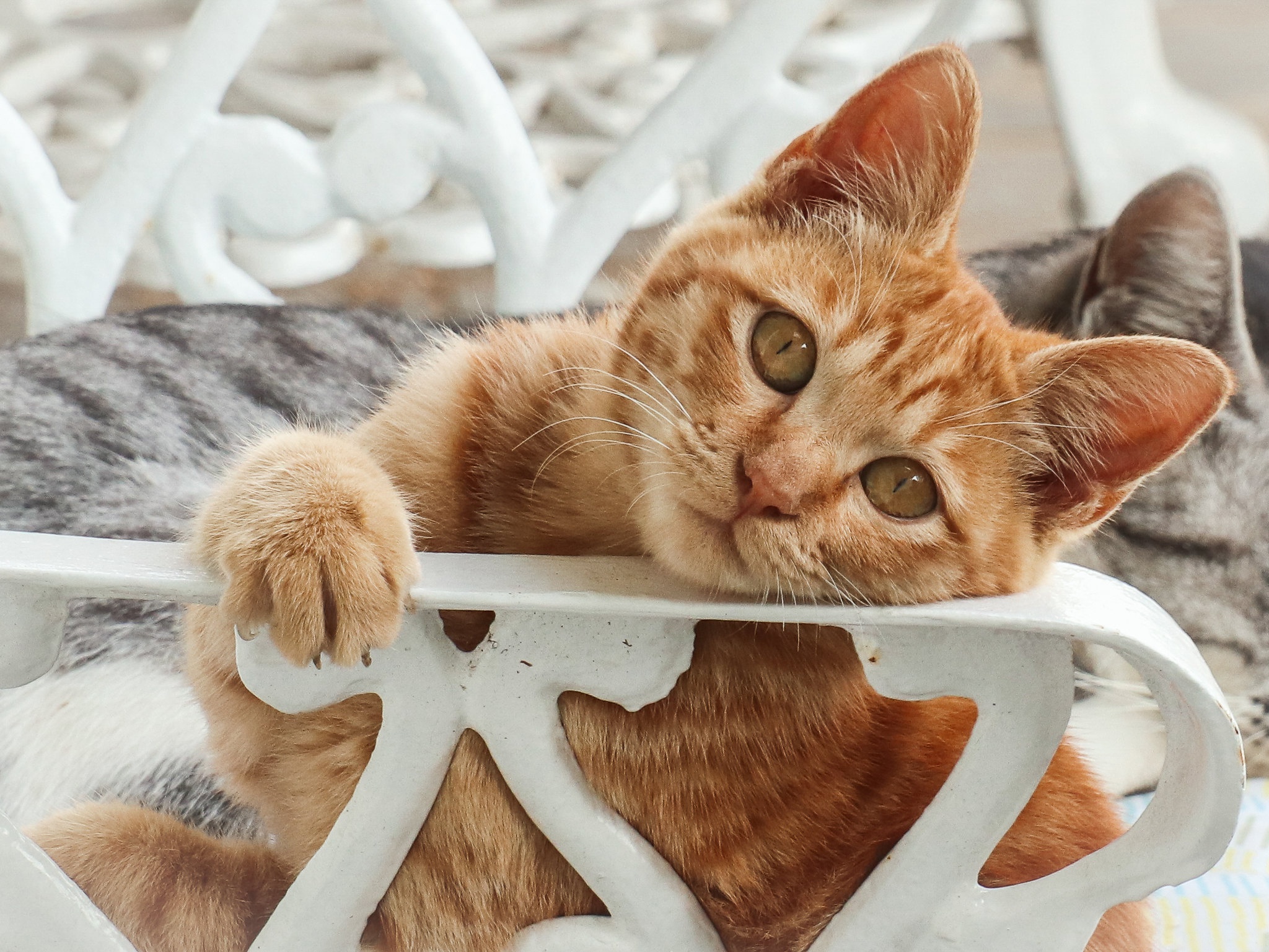 Baixe gratuitamente a imagem Animais, Gatos, Gato na área de trabalho do seu PC