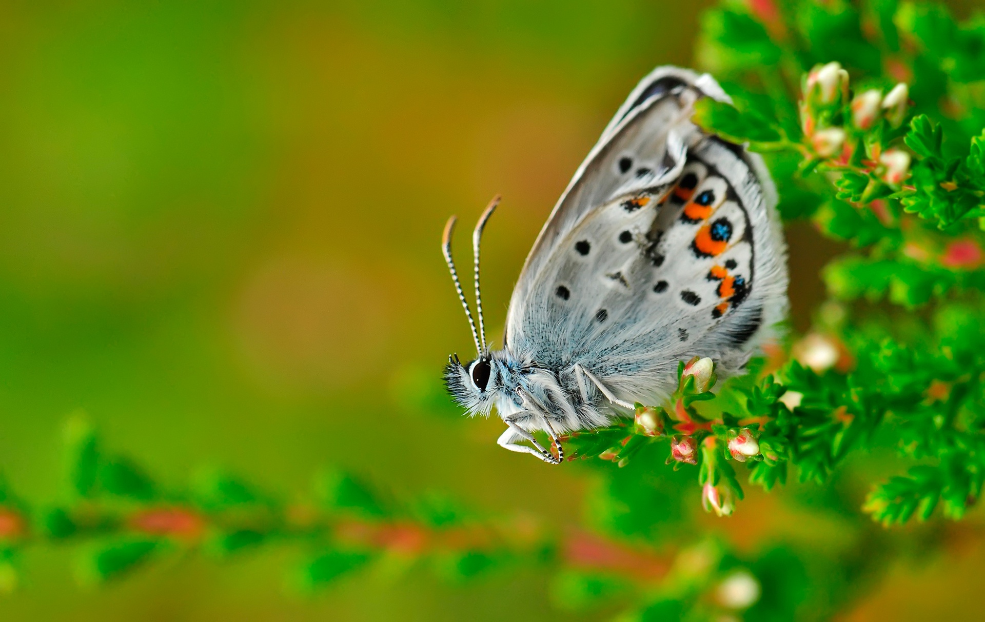 Laden Sie das Tiere, Schmetterlinge, Makro, Insekt-Bild kostenlos auf Ihren PC-Desktop herunter