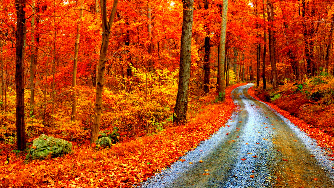 無料モバイル壁紙自然, 木, 秋, 地球をダウンロードします。