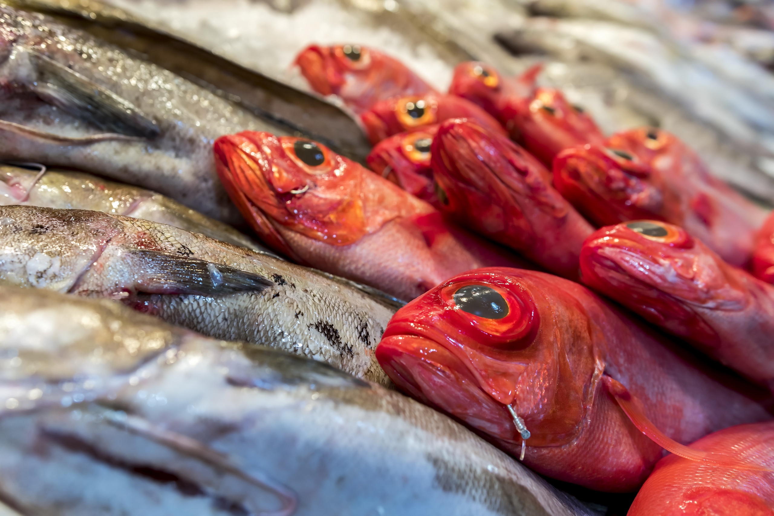 Baixar papel de parede para celular de Comida, Peixe, Produto Do Mar gratuito.