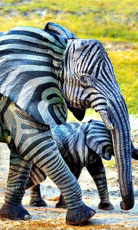 Download mobile wallpaper Zebra, Elephants, Animal, Elephant, African Bush Elephant for free.