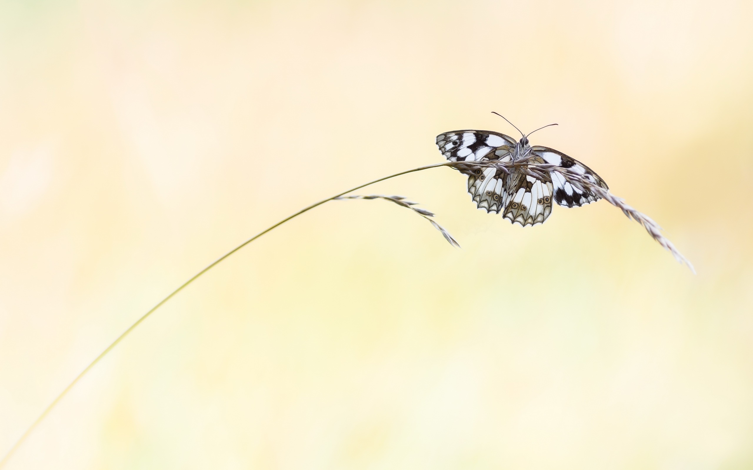 Free download wallpaper Insect, Butterfly, Animal on your PC desktop