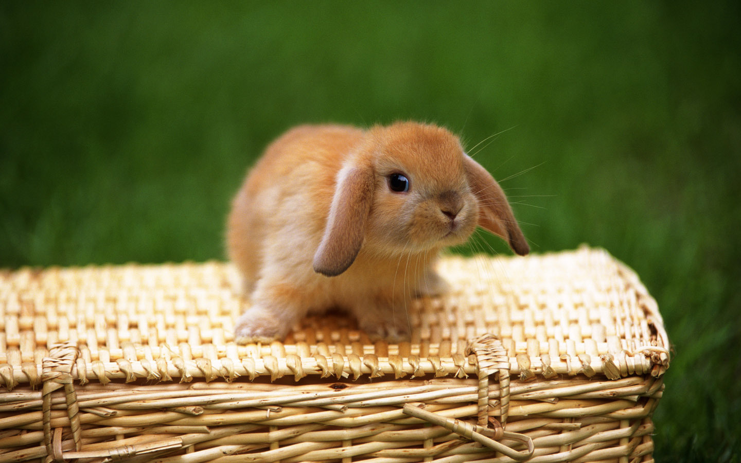 Descarga gratis la imagen Conejos, Animales en el escritorio de tu PC