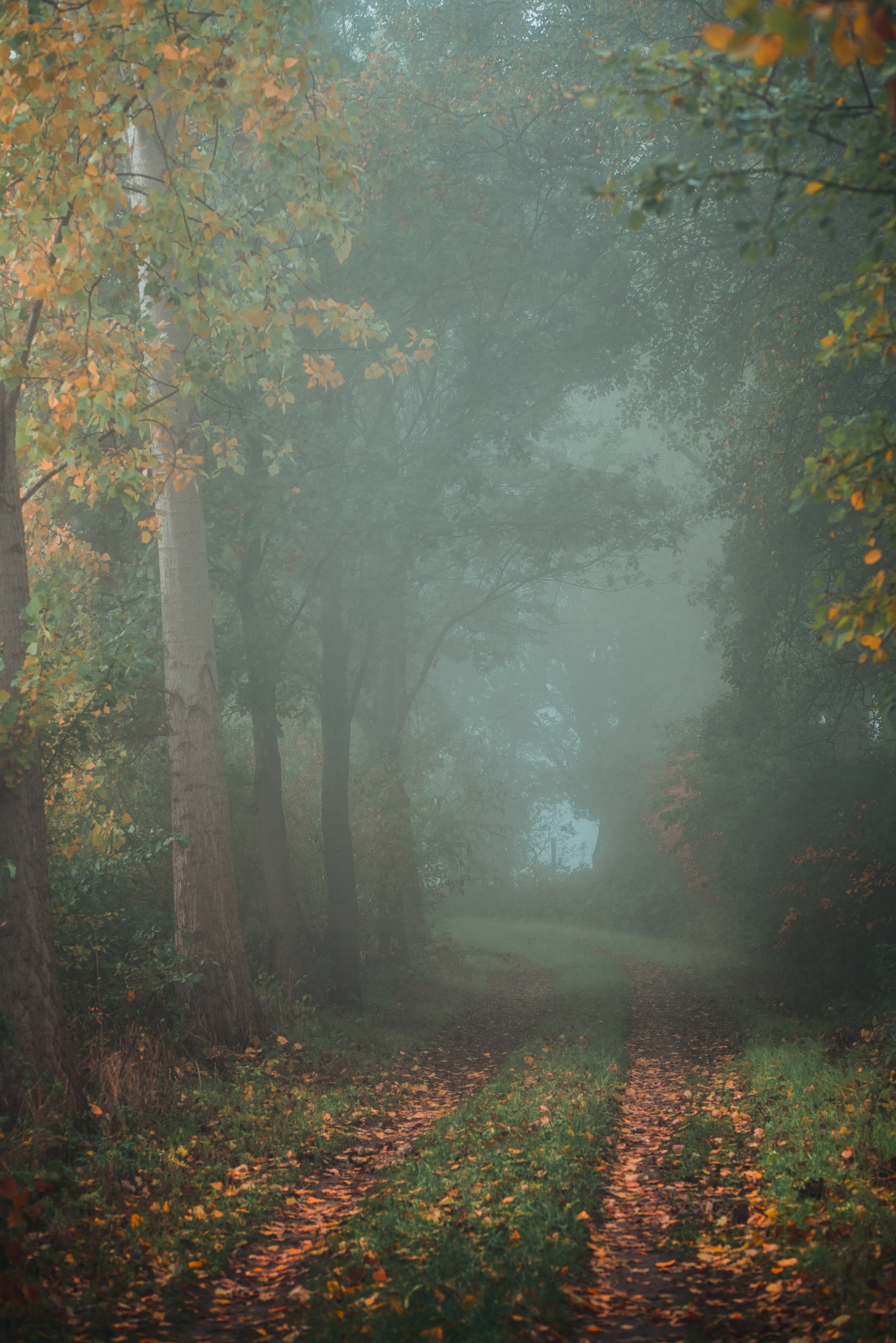 Laden Sie das Natur, Wald, Nebel, Pfad, Weg, Herbst-Bild kostenlos auf Ihren PC-Desktop herunter