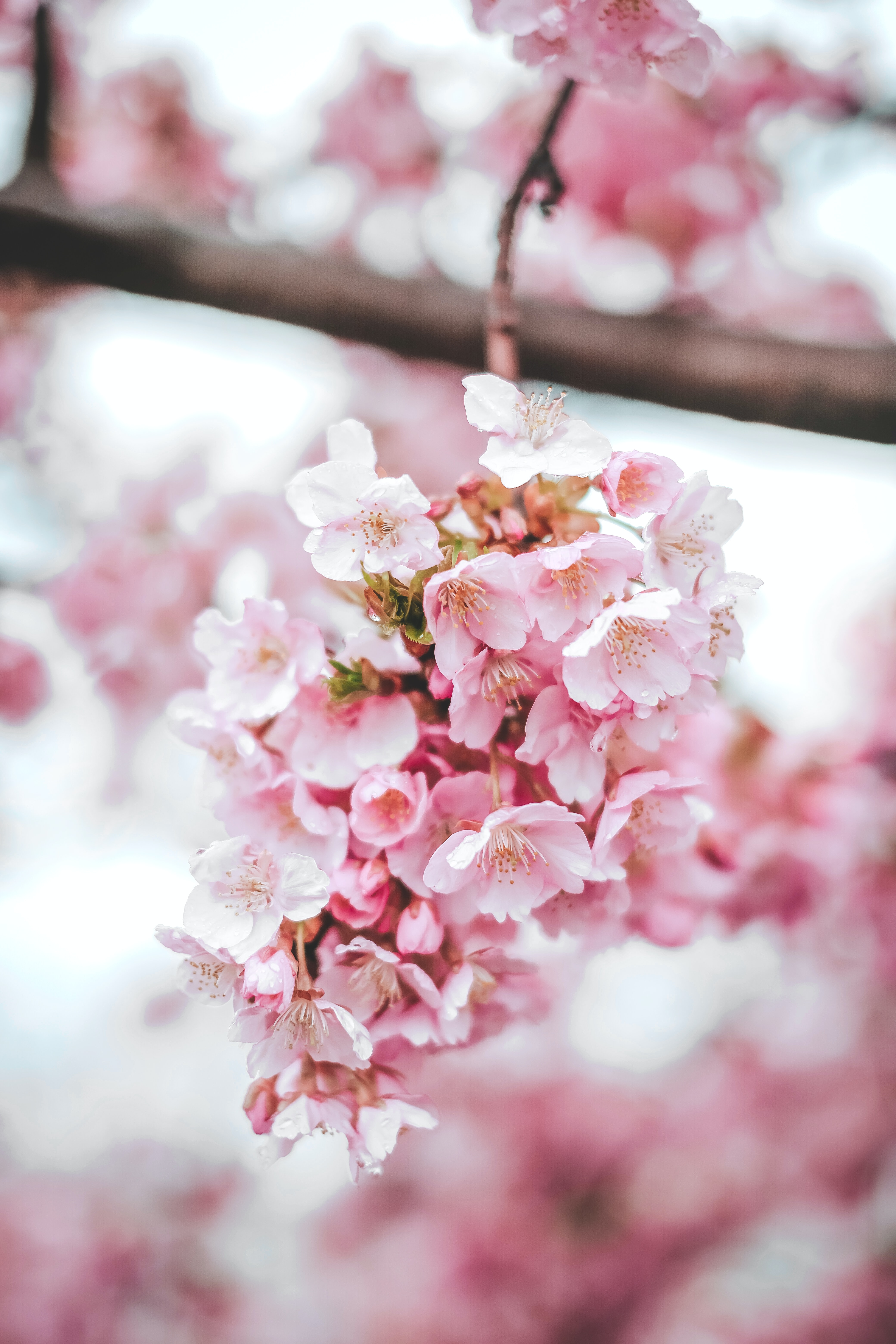 Download mobile wallpaper Sakura, Flowering, Macro, Bloom, Flowers, Pink for free.