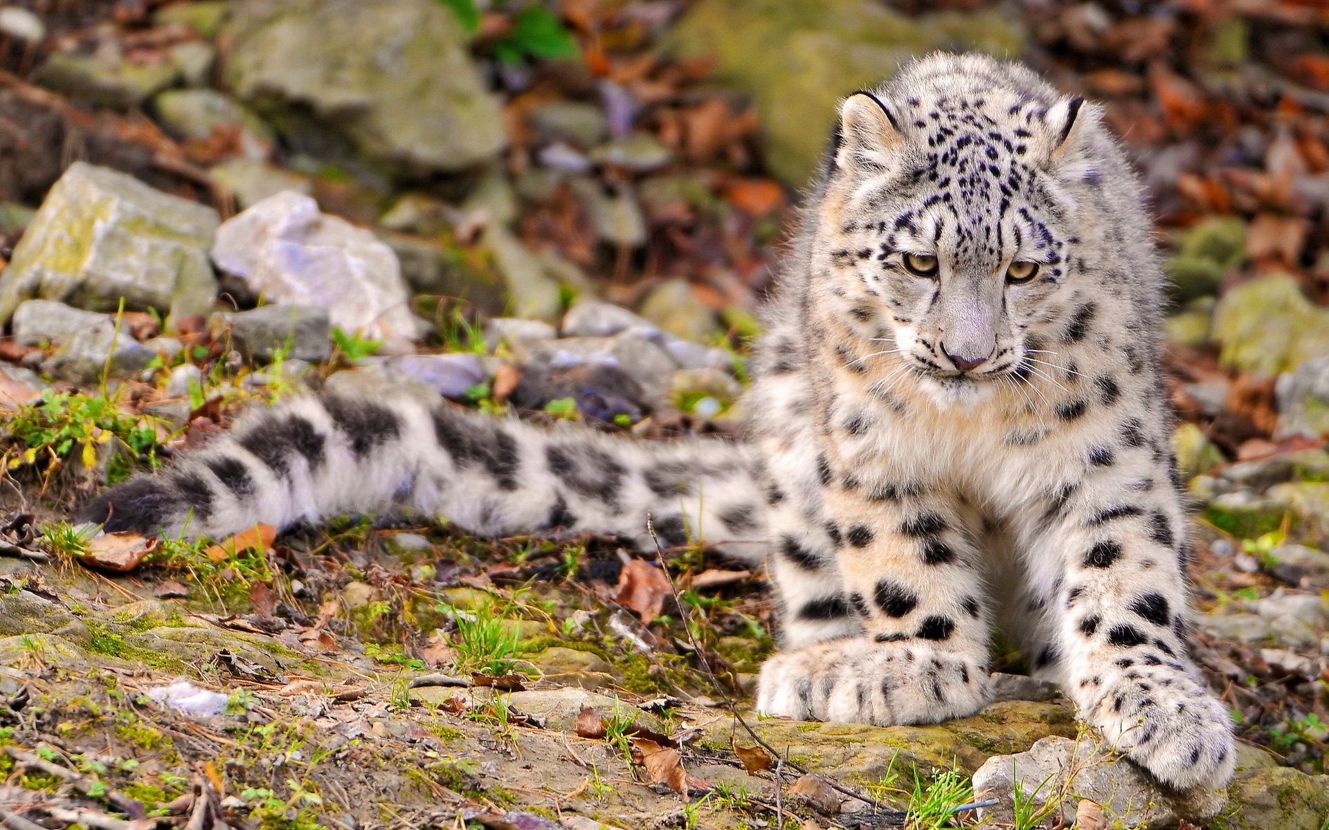 Скачати мобільні шпалери Сніговий Леопард, Кішка, Коти, Тварина безкоштовно.