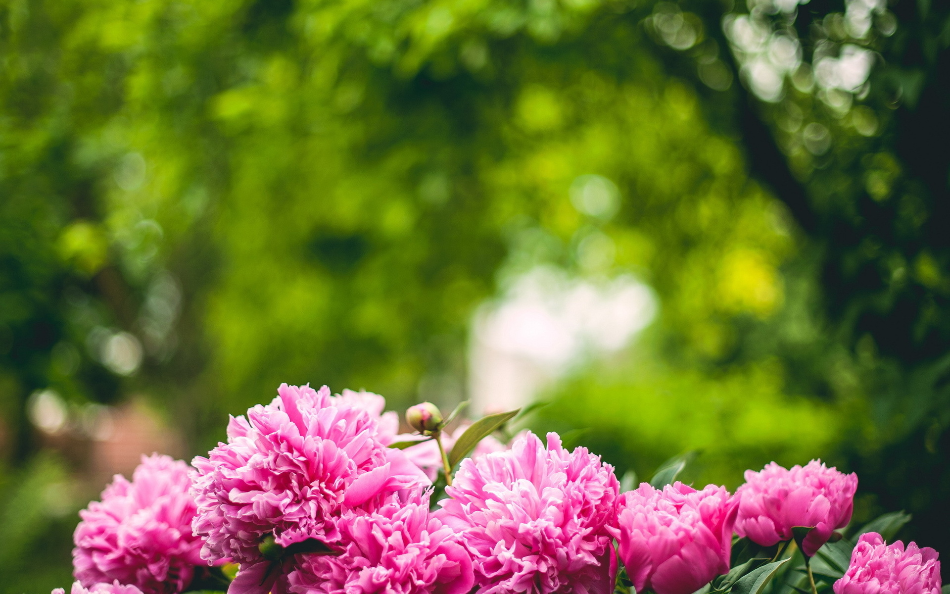 Descarga gratuita de fondo de pantalla para móvil de Flores, Flor, Tierra/naturaleza.