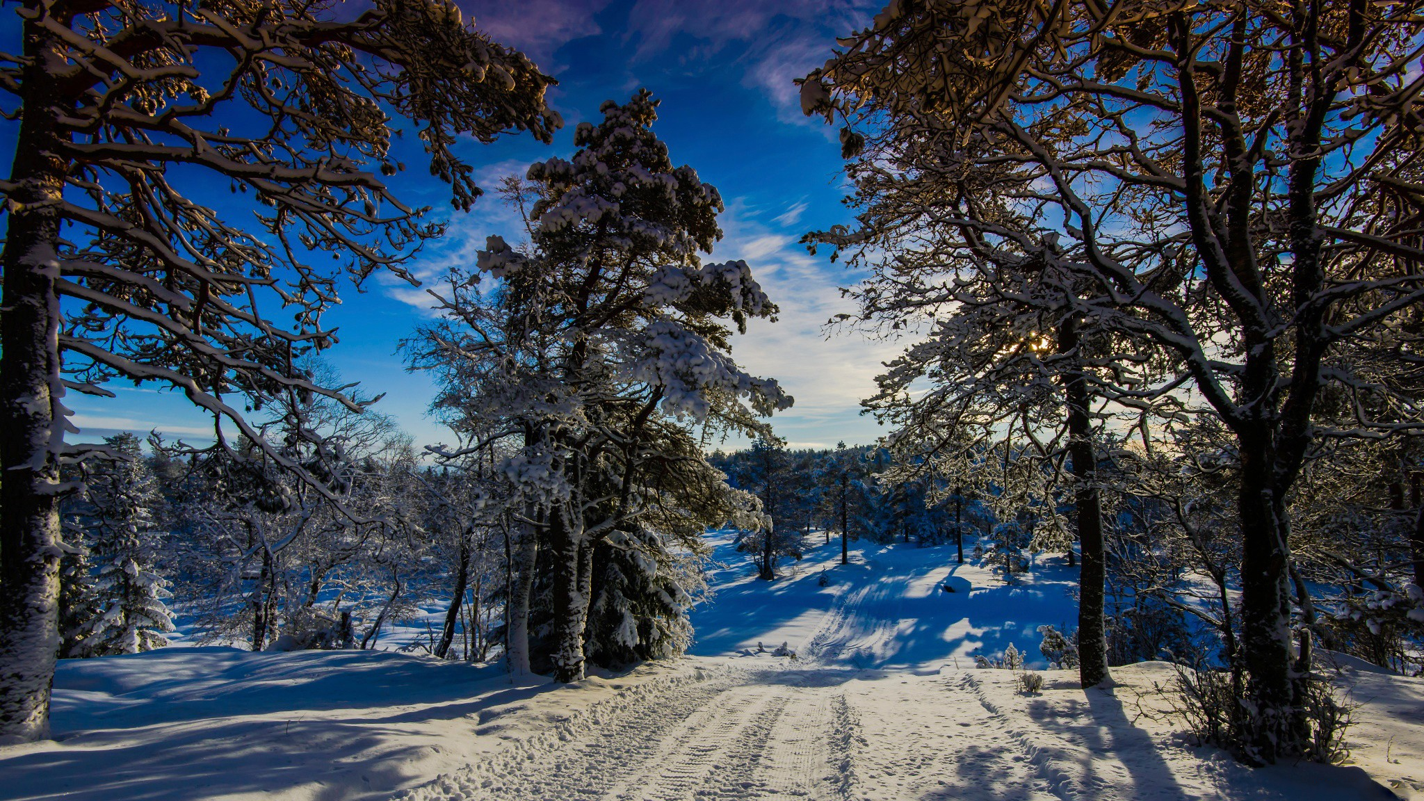 Baixe gratuitamente a imagem Inverno, Neve, Caminho, Árvore, Terra/natureza na área de trabalho do seu PC