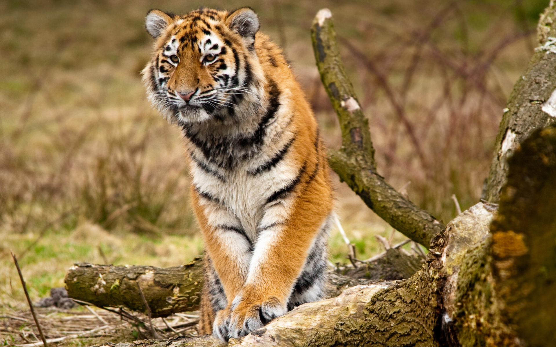 Baixar papel de parede para celular de Gatos, Animais, Tigre gratuito.