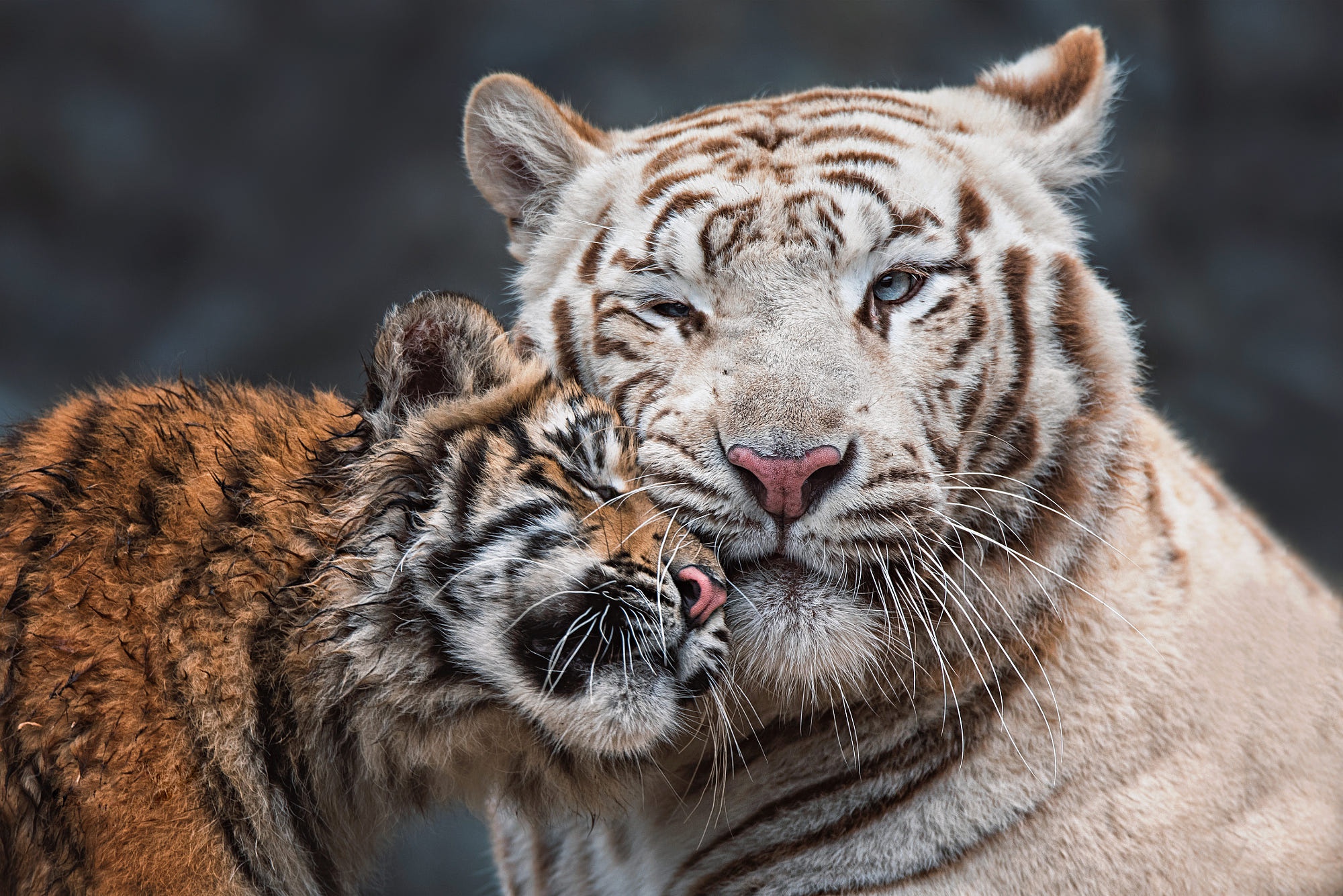 Download mobile wallpaper Cats, Tiger, Animal, White Tiger, Baby Animal, Cub for free.